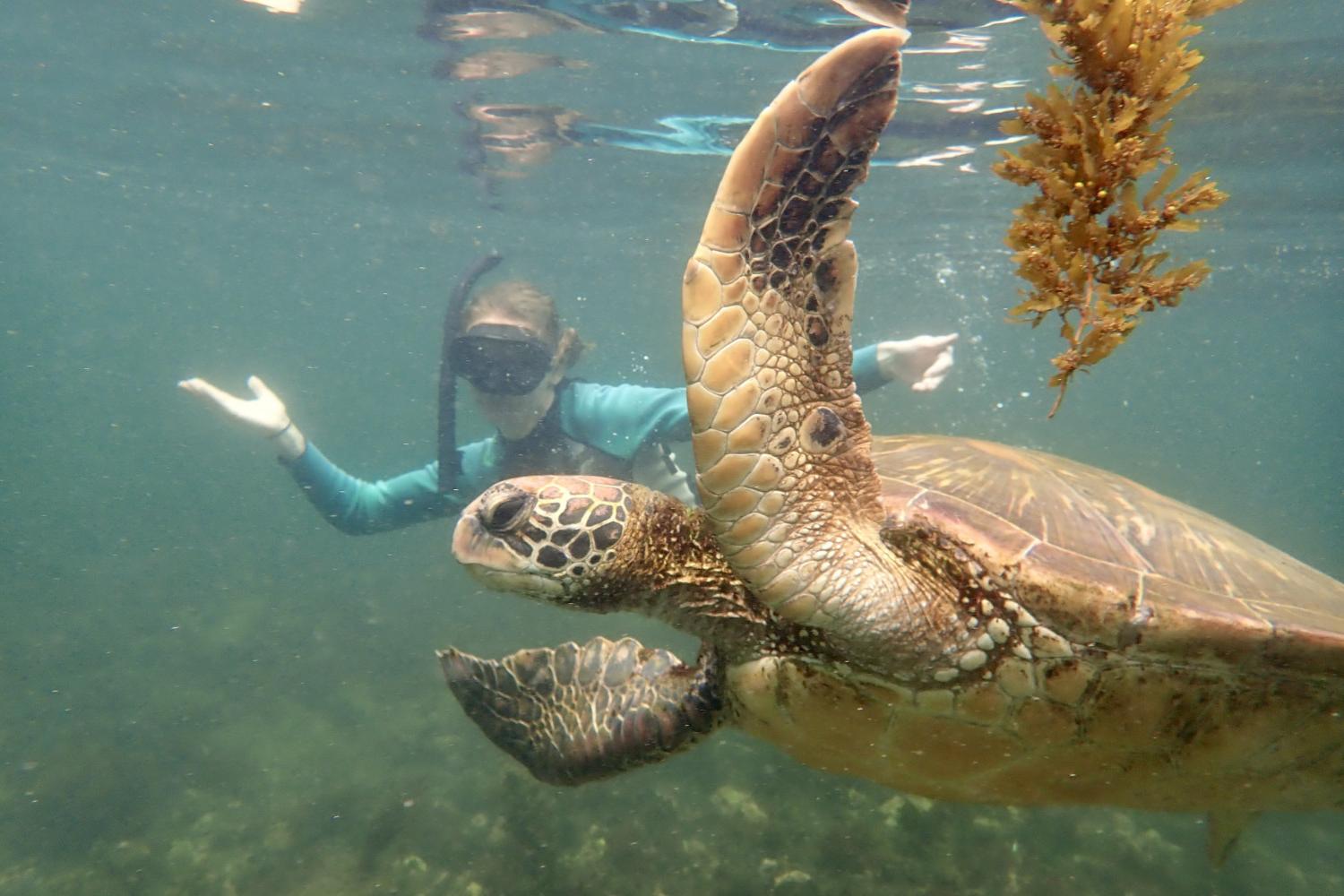 一名<a href='http://lphi.ngskmc-eis.net'>全球十大赌钱排行app</a>学生在Galápagos群岛游学途中与一只巨龟游泳.